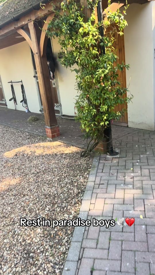 Post 8 by Ashleigh🦄✨ on TikTok (video)