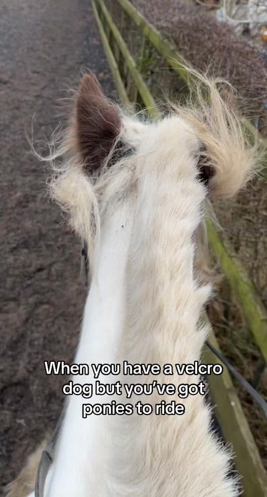 Post 1 by Ashleigh🦄✨ on TikTok (video)