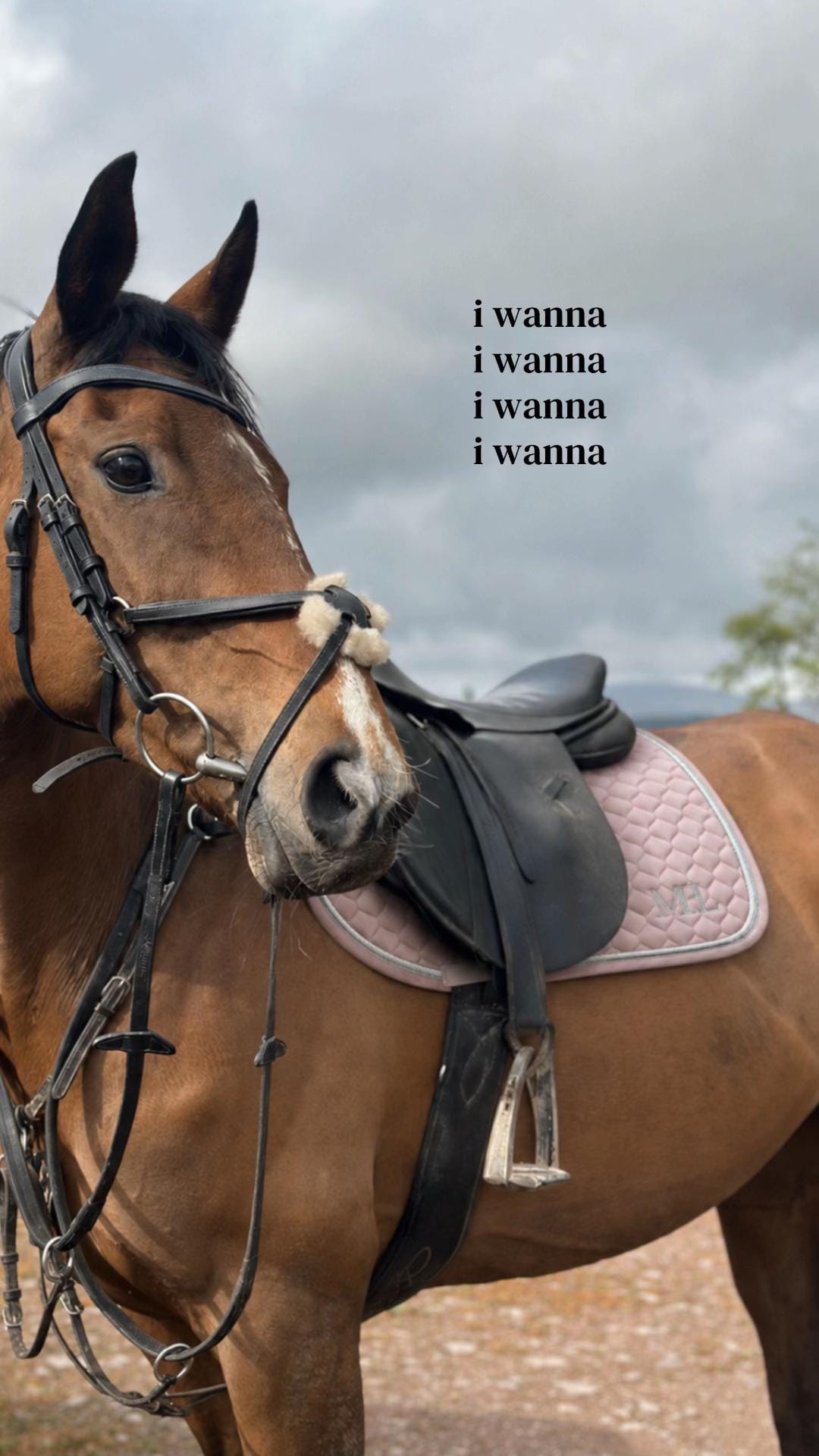Post 5 by MPL Equestrian on TikTok (video)