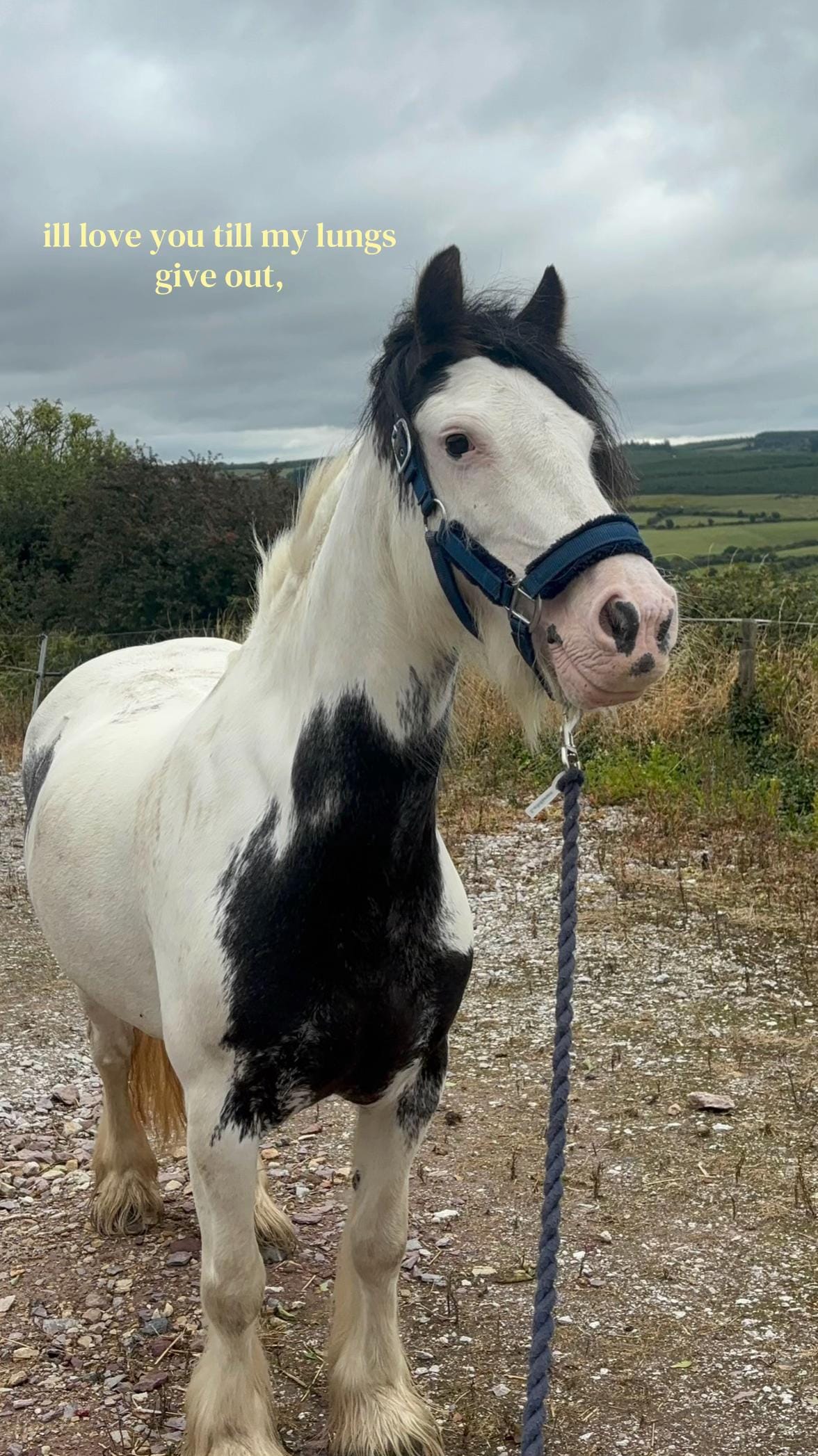 Post 4 by MPL Equestrian on TikTok (video)
