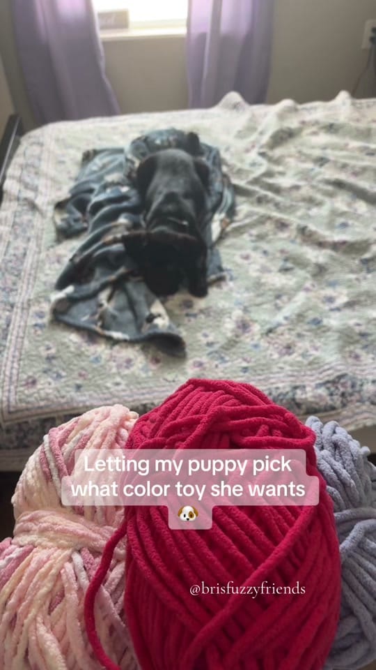 Post 3 by BrisFuzzyFriends on TikTok (video)