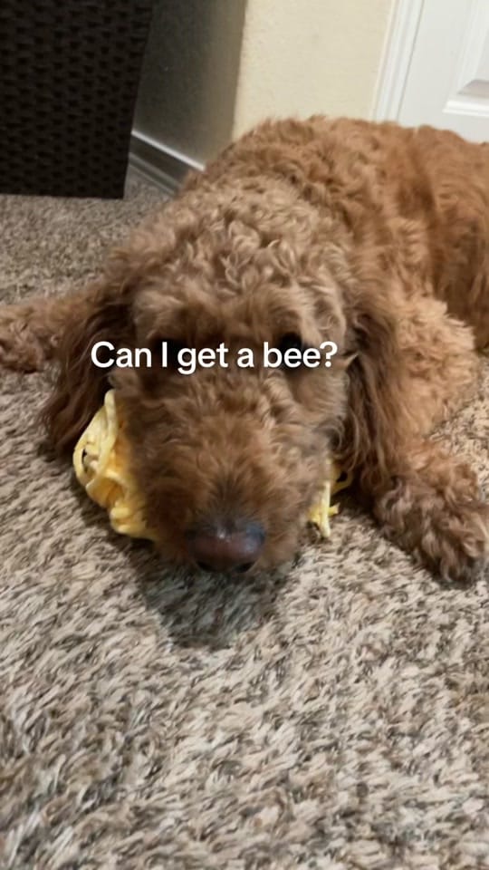 Post 10 by BrisFuzzyFriends on TikTok (video)