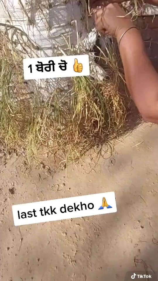 Post 3 by Amp Dhaliwal on TikTok (video)