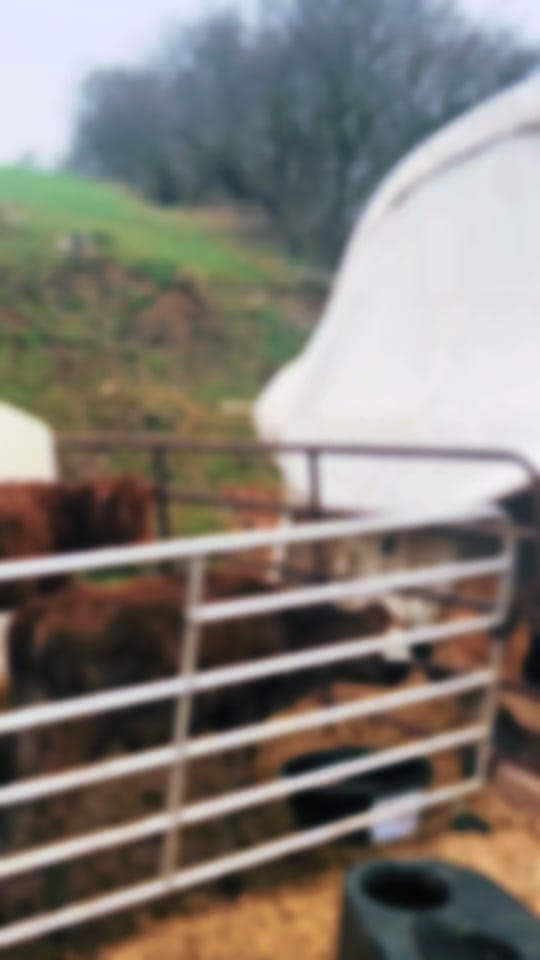 Post 8 by Grant’s Breeder Farm 🐮🐓 on TikTok (video)