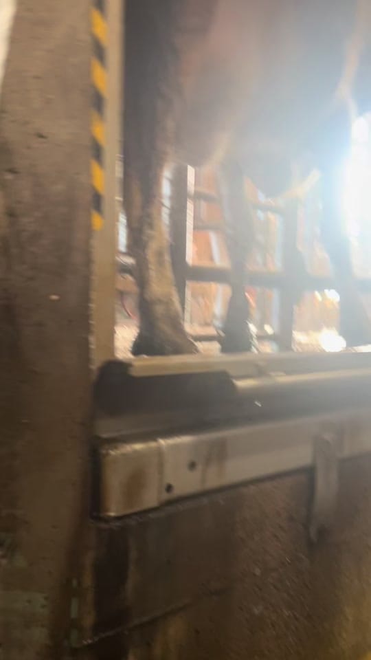 Post 10 by Grant’s Breeder Farm 🐮🐓 on TikTok (video)