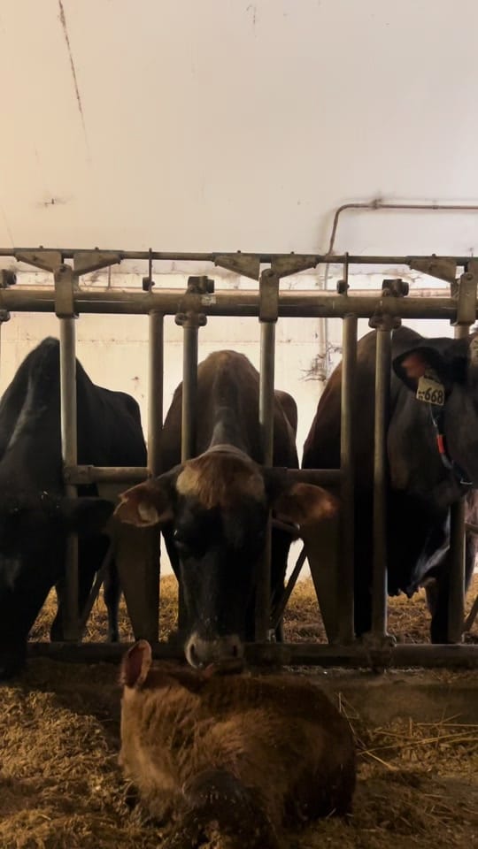 Post 3 by Grant’s Breeder Farm 🐮🐓 on TikTok (video)