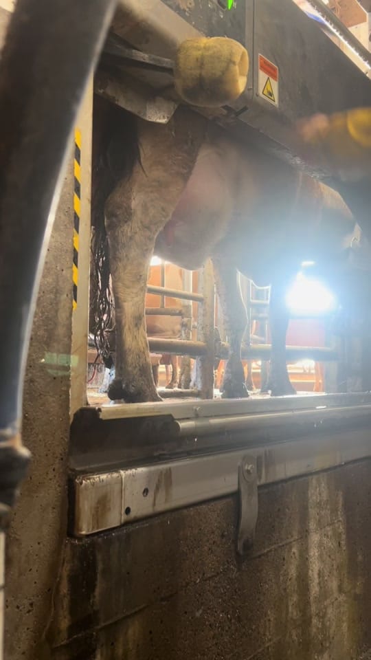 Post 9 by Grant’s Breeder Farm 🐮🐓 on TikTok (video)