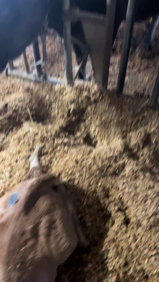 Post 6 by Grant’s Breeder Farm 🐮🐓 on TikTok (video)