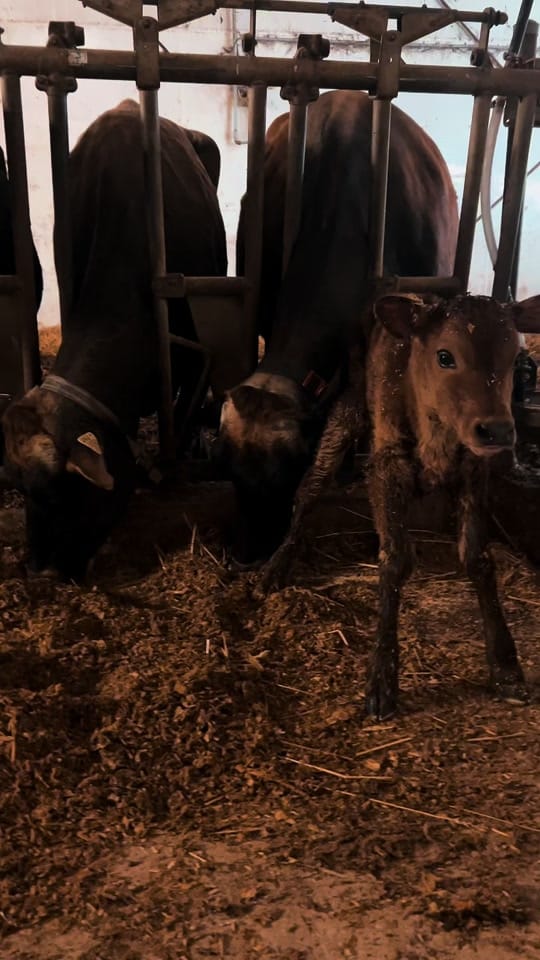 Post 2 by Grant’s Breeder Farm 🐮🐓 on TikTok (video)