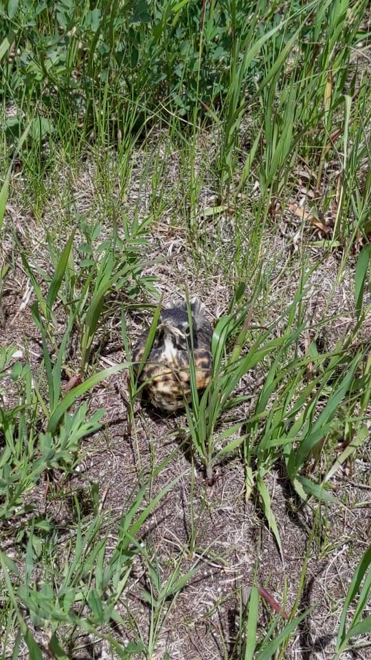Post 4 by prairiepast 🇨🇦🌾 on TikTok (video)