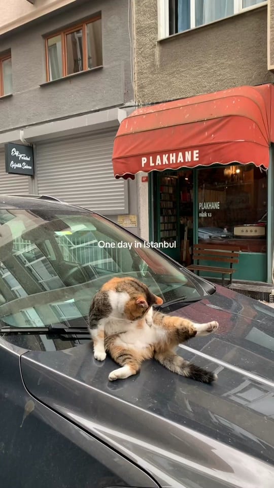 Post 7 by Toma · evsuvdo on TikTok (video)