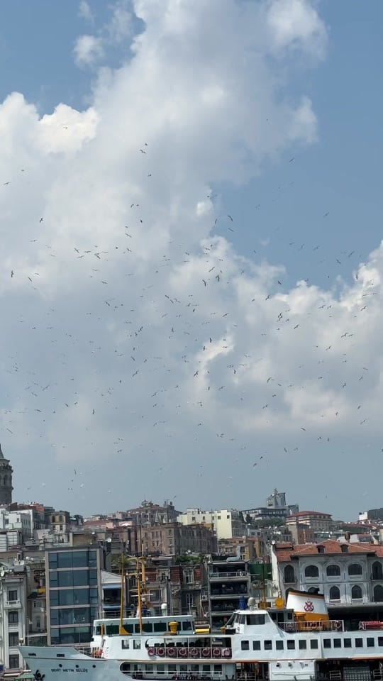 Post 6 by Toma · evsuvdo on TikTok (video)