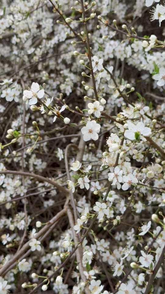 Post 4 by Adam Bird on TikTok (video)