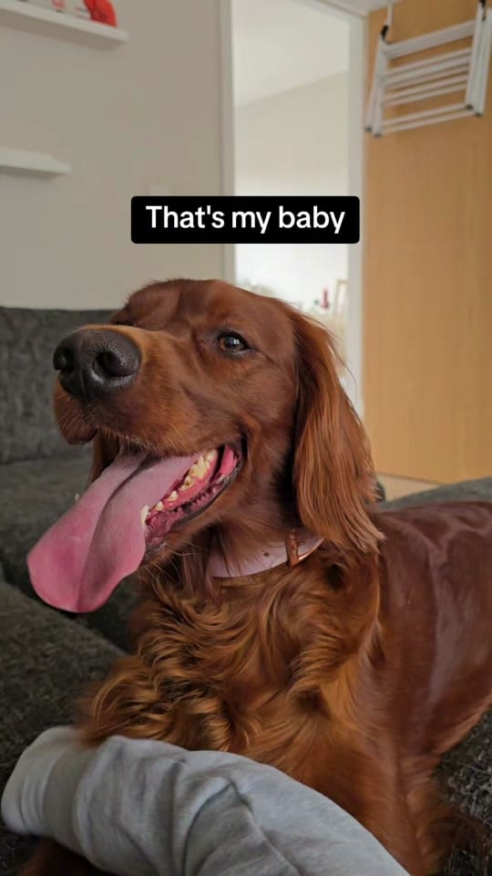 Post 6 by Róisín 🐶 and Orla 🙋🏻‍♀️ on TikTok (video)