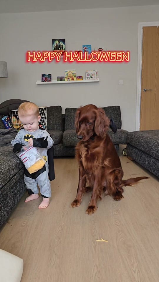 Post 1 by Róisín 🐶 and Orla 🙋🏻‍♀️ on TikTok (video)