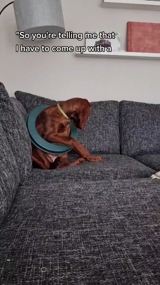 Post 10 by Róisín 🐶 and Orla 🙋🏻‍♀️ on TikTok (video)
