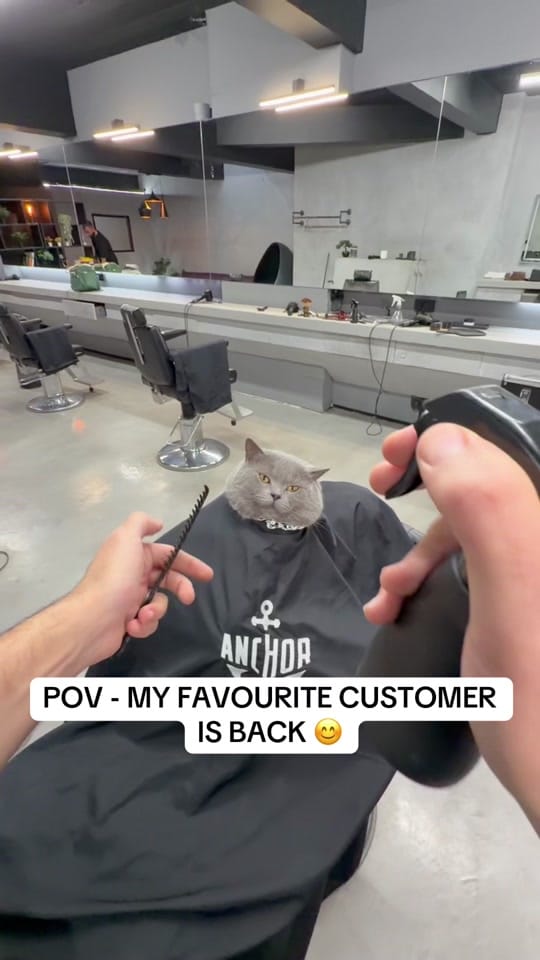 Post 10 by theguythatcutshair on TikTok (video)