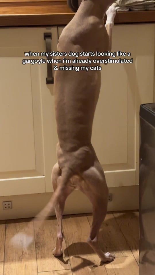 Post 10 by izuulec on TikTok (video)