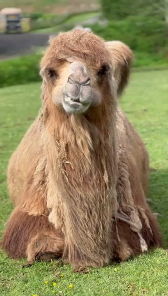 Post 7 by Manor Wildlife Park on TikTok (video)