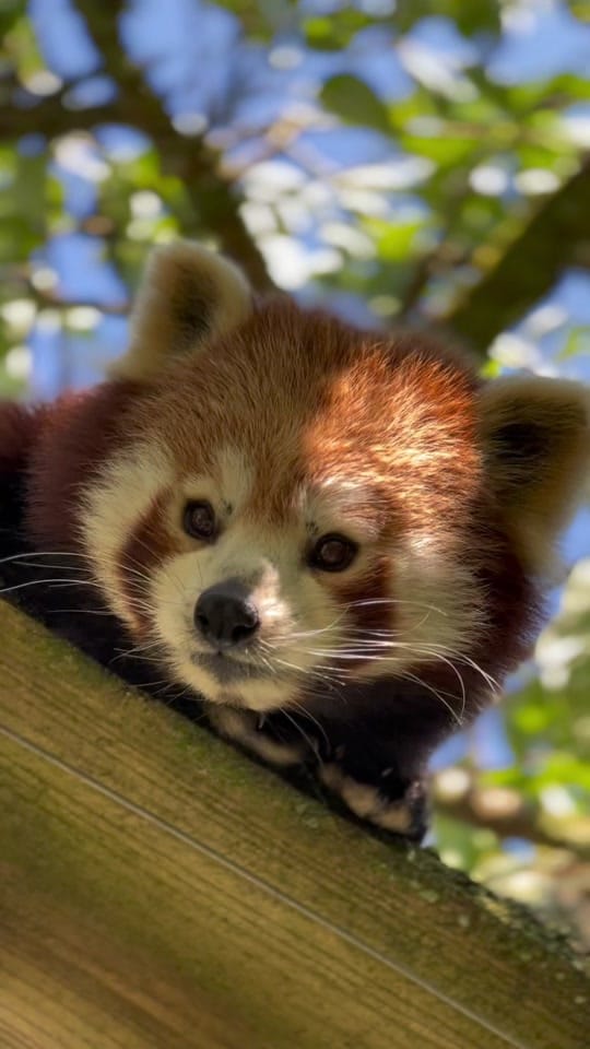 Post 10 by Manor Wildlife Park on TikTok (video)