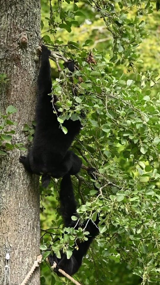 Post 4 by Manor Wildlife Park on TikTok (video)