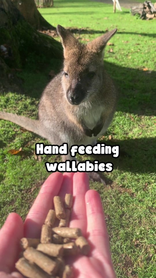 Post 3 by Manor Wildlife Park on TikTok (video)