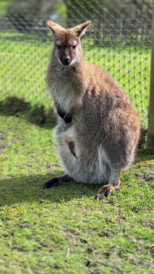 Post 9 by Manor Wildlife Park on TikTok (video)