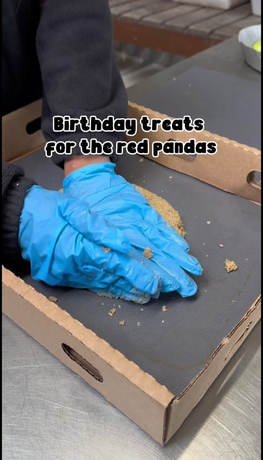 Post 2 by Manor Wildlife Park on TikTok (video)