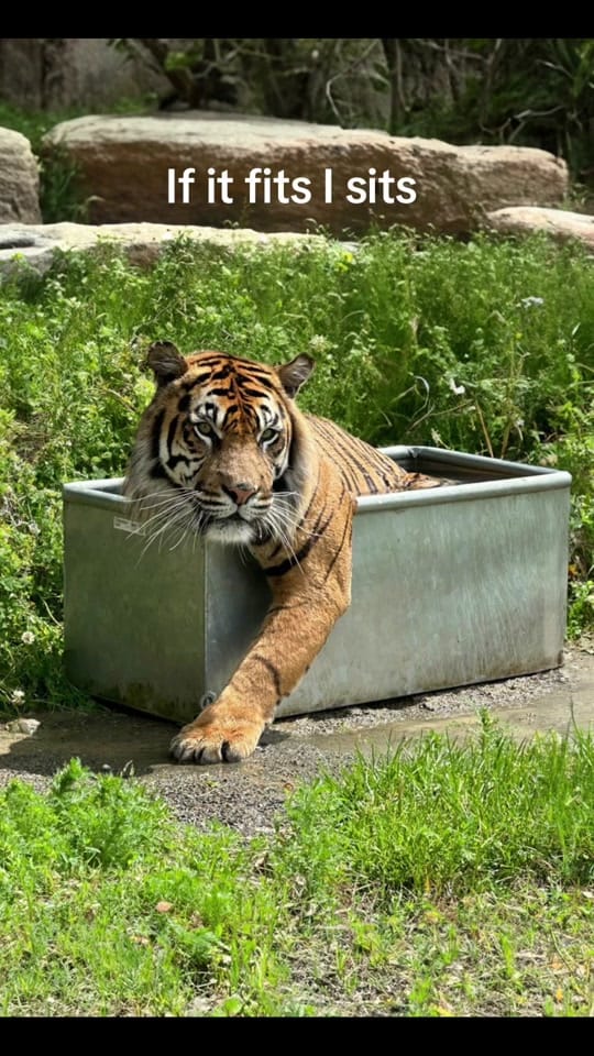 Post 6 by Manor Wildlife Park on TikTok (video)