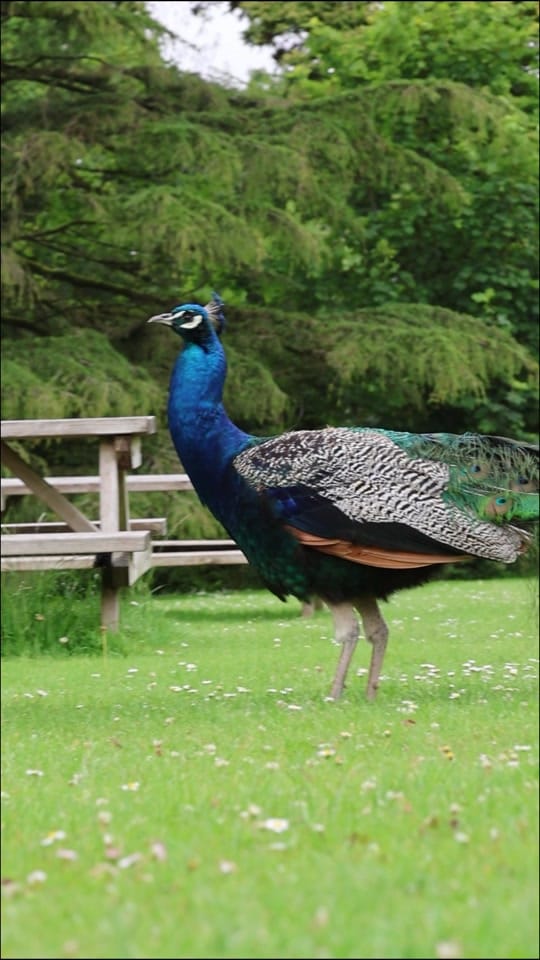 Post 1 by Manor Wildlife Park on TikTok (video)