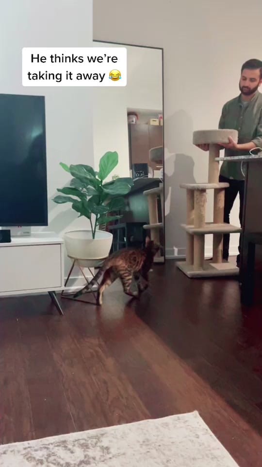 Post 10 by Batool Salim | GTA Realtor on TikTok (video)