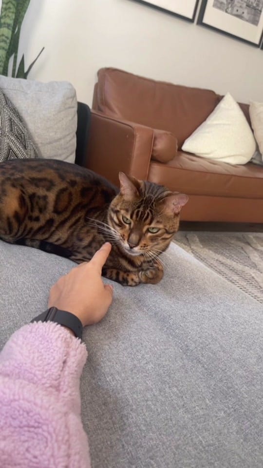 Post 7 by Batool Salim | GTA Realtor on TikTok (video)
