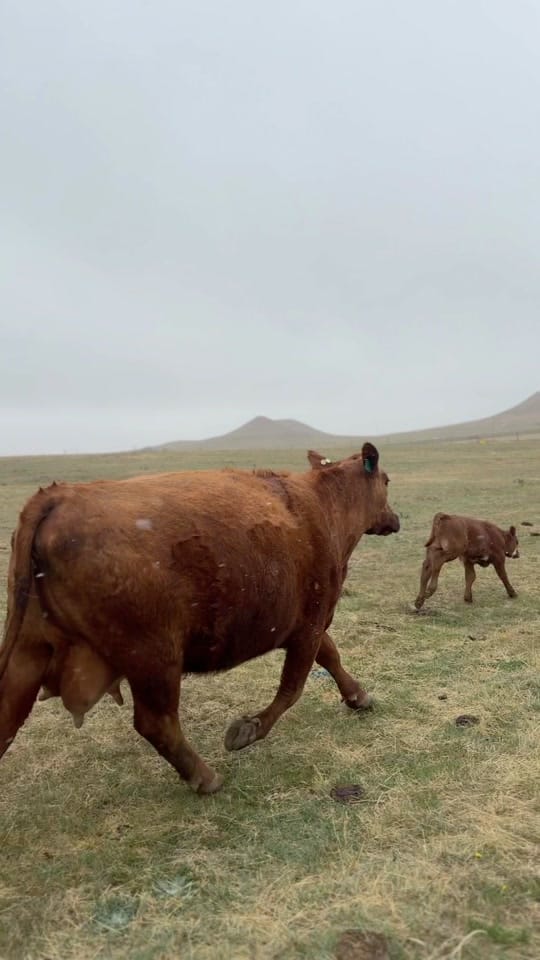 Post 10 by Our Wyoming Life on TikTok (video)