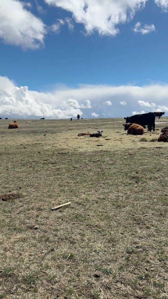 Post 9 by Our Wyoming Life on TikTok (video)