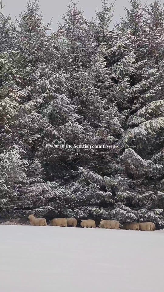 Post 2 by niamhs.scrapbook on TikTok (video)