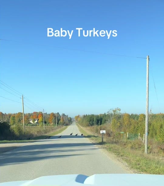 Post 9 by Mvitorino on TikTok (video)
