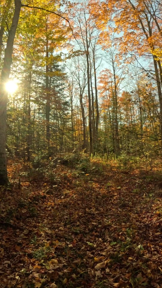 Post 8 by Mvitorino on TikTok (video)