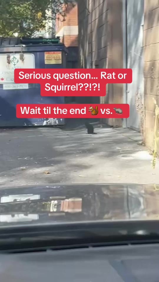 Post 2 by PersianPrincess on TikTok (video)