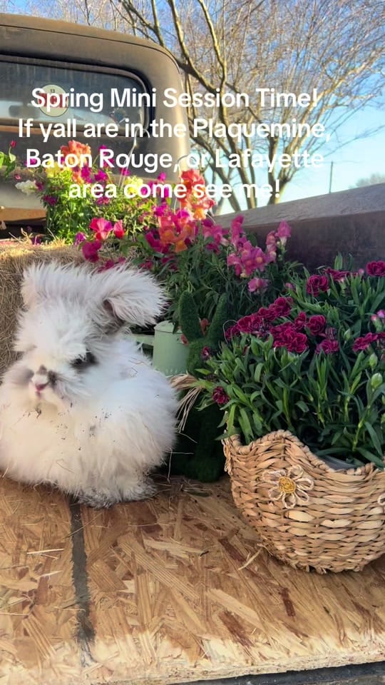 Post 3 by Petite Cherie Photography on TikTok (video)