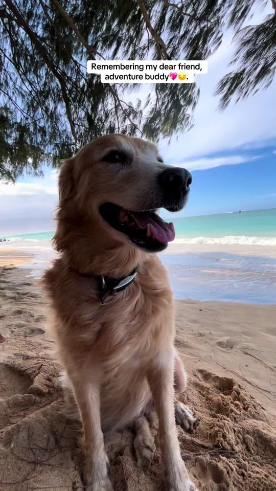 Post 7 by Shaka_Hawaii on TikTok (video)