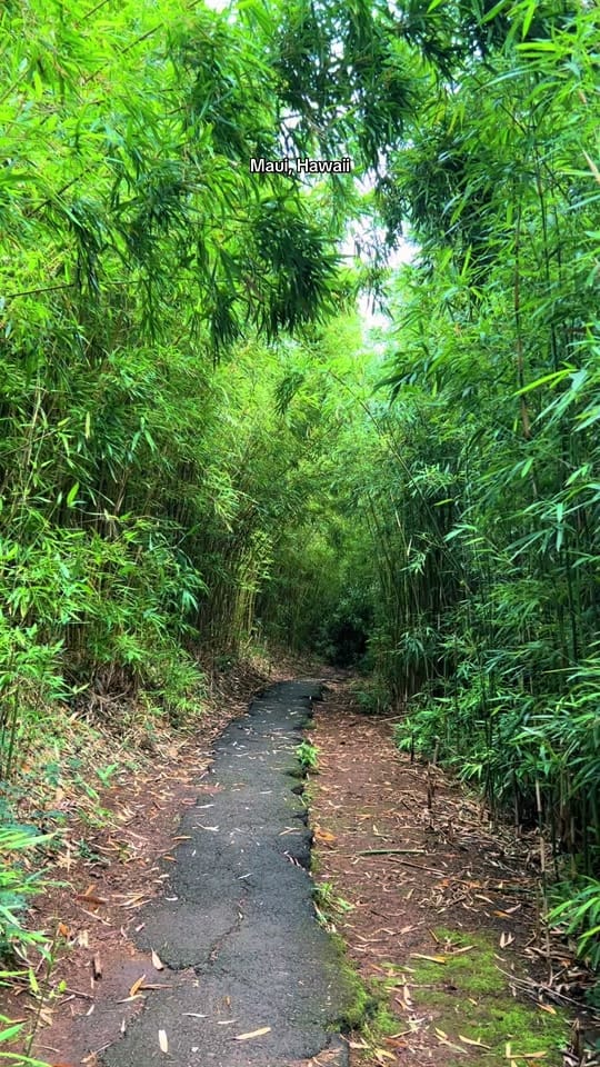 Post 3 by Shaka_Hawaii on TikTok (video)