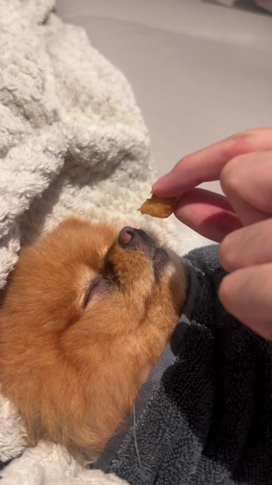 Post 1 by Bailey The London Pom on TikTok (video)