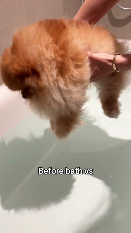 Post 8 by Bailey The London Pom on TikTok (video)