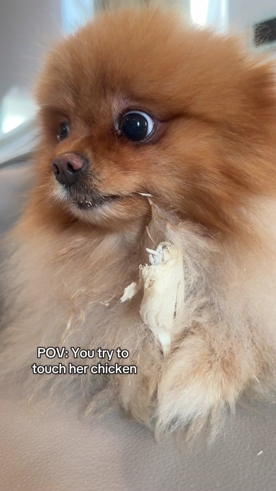 Post 9 by Bailey The London Pom on TikTok (video)