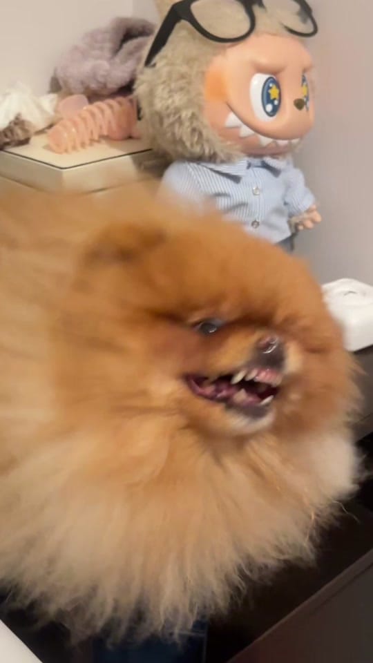 Post 6 by Bailey The London Pom on TikTok (video)
