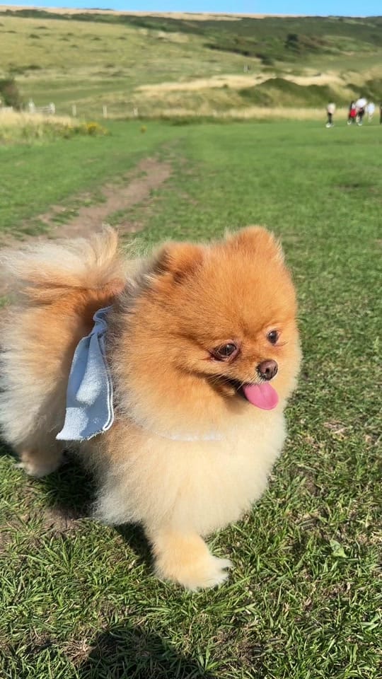 Post 3 by Bailey The London Pom on TikTok (video)