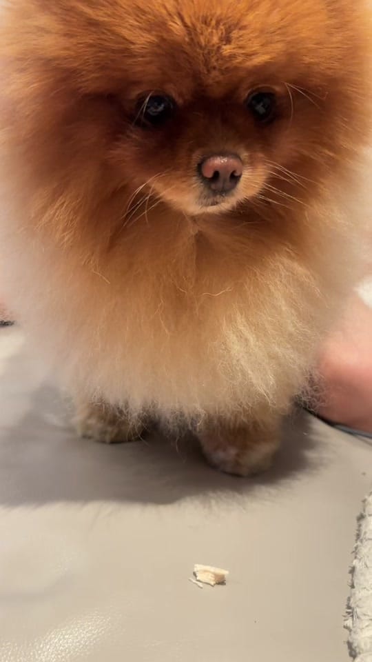 Post 2 by Bailey The London Pom on TikTok (video)