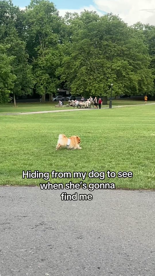 Post 5 by Bailey The London Pom on TikTok (video)