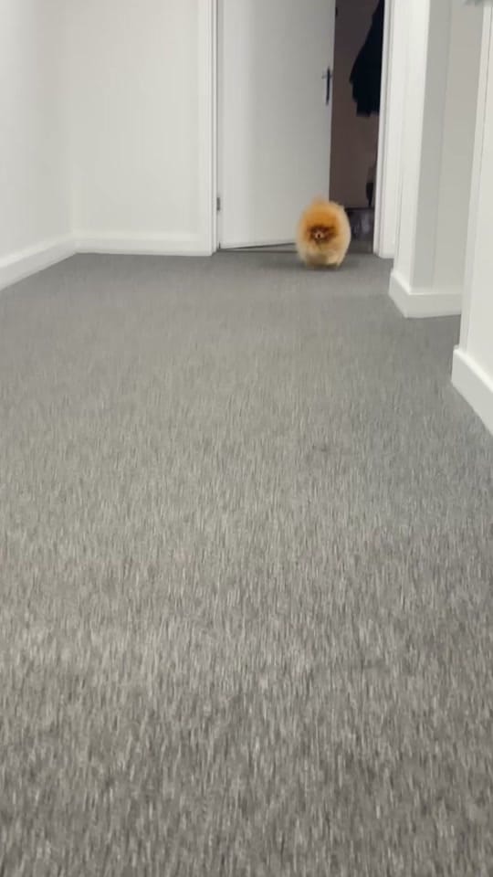 Post 7 by Bailey The London Pom on TikTok (video)