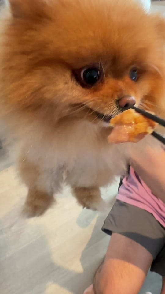 Post 4 by Bailey The London Pom on TikTok (video)